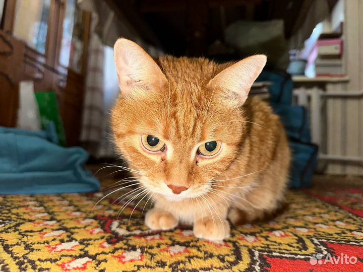 Кот в добрые руки