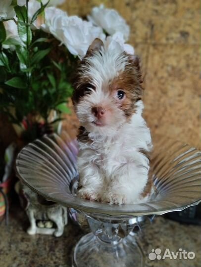 Бело - Шоколадная девочка