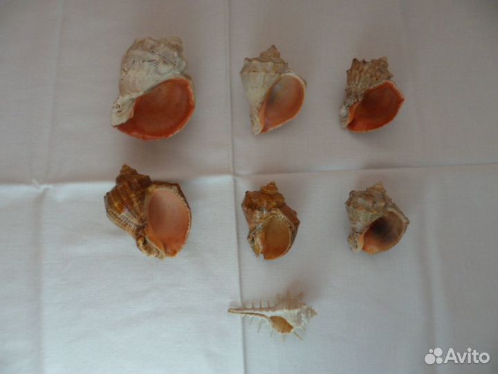 Ракушки морские