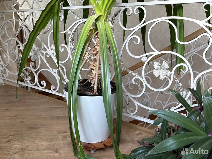 Пальма панданус