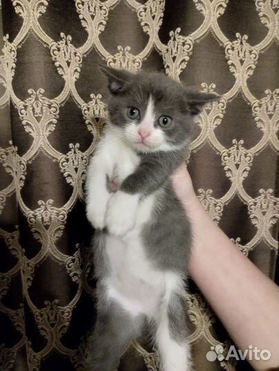 Котята