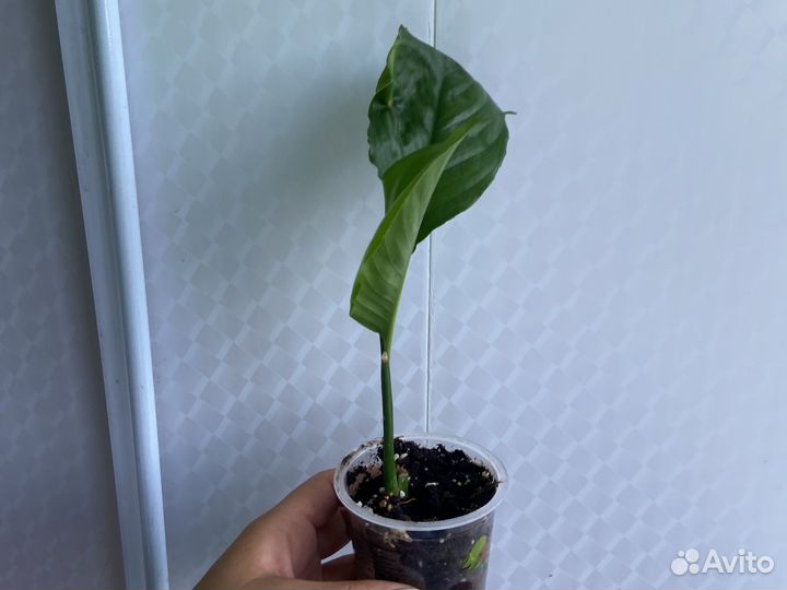 Спатифиллум