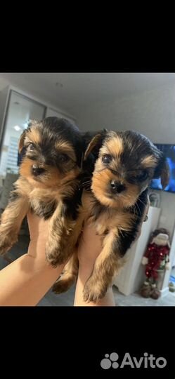 Йоркширский терьер вязка мальчик