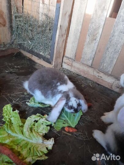 Кролики породы французский баран