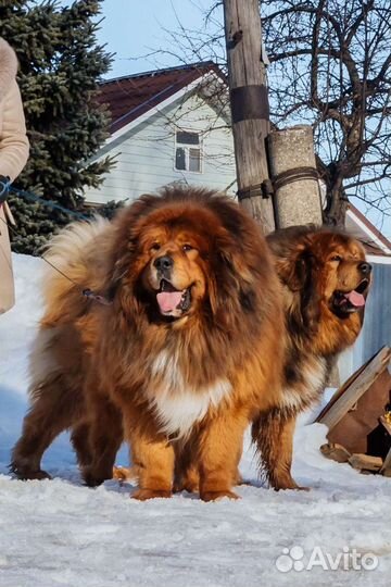 Тибетский мастиф щенки вязка