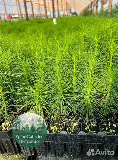 Сосна зкс окс сеянцы Ель Лиственница Голуб Горная