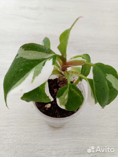 Филодендроны сортовые