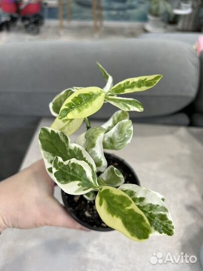 Комнатные цветы