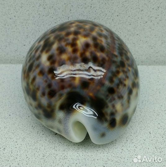 Ципрея Тигрис Каури 9,7 морская ракушка