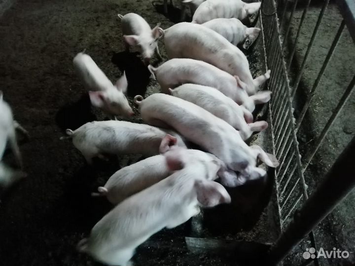 Продажа поросят