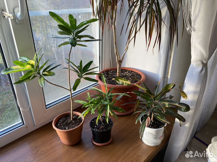 Кодиеум кротон, кротоны