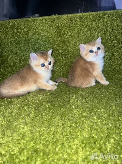 Котята с невероятными глазами