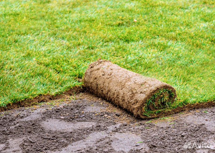 Газонная трава от производителя