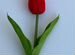 Искусственные цветы, силиконовые тюльпаны