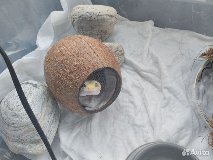 Пятнистый эублефар