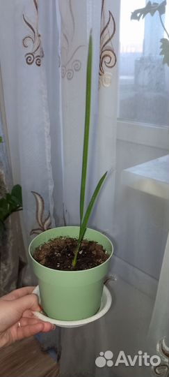 Комнатные растения