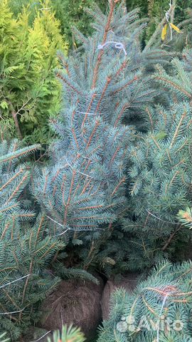 Голубая ель