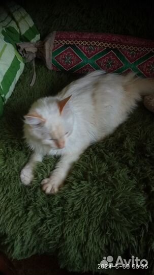 Молодой котик