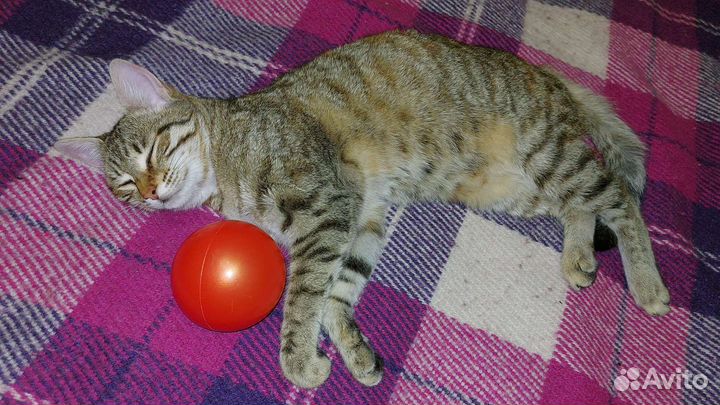 Кошка годовалая