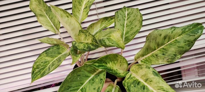 Aglaonema NEW1 Snow white.Аглаонеома