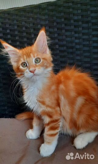 Красная мраморная девочка мейн-кун