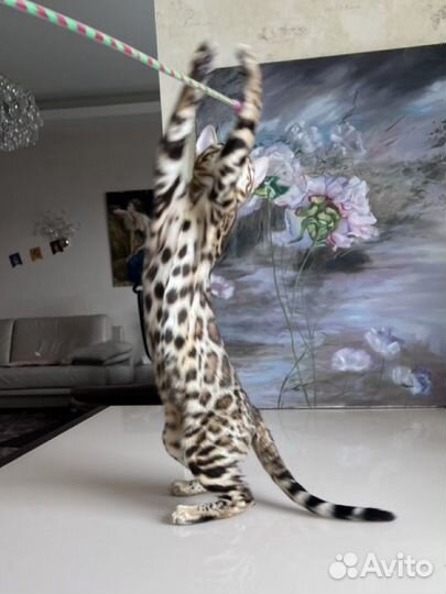 Бенгальская кошка