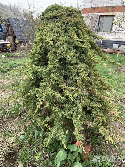 Можевельник плакучий. Высота 1,5м
