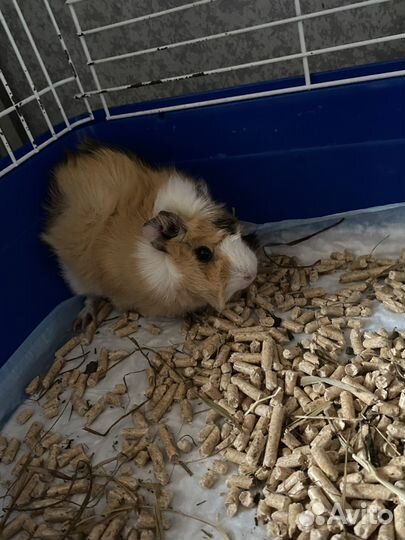 Морская свинка