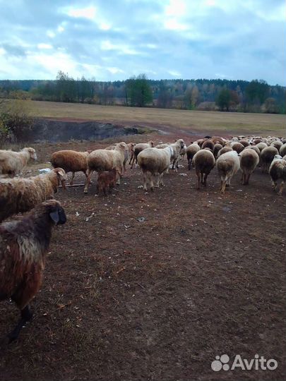 Курдючные бараны овцы