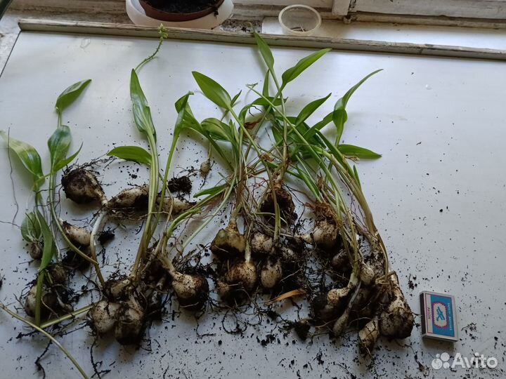 Сансевьеры щучий хвост, дримиопсис, кливия