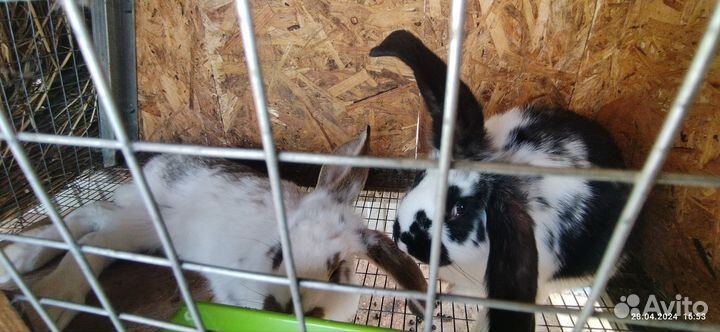 Кролики мясных пород