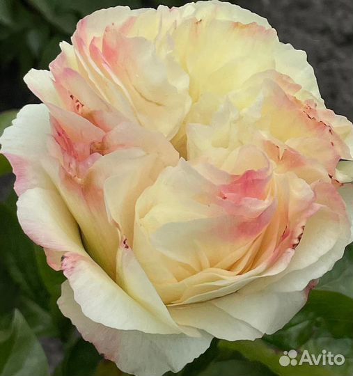 Пионы -корневища для осенней посадки