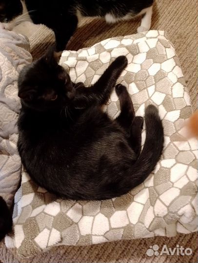 Котики в добрые руки