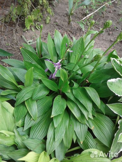 Георгина, хосты и др. многолетники