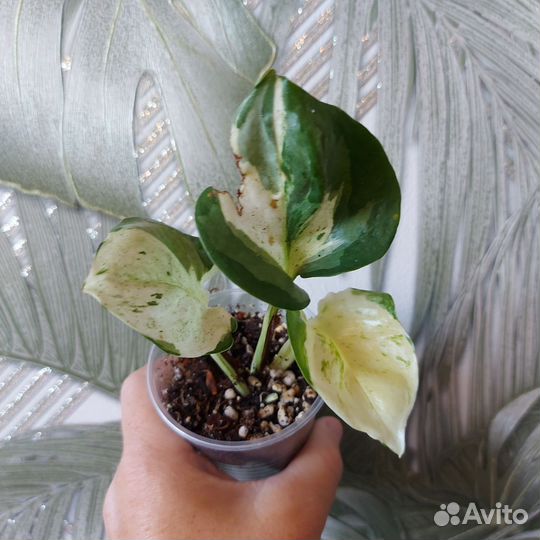 Комнатные растения часть 2