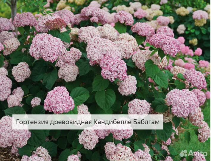 Гортензии в ассортименте