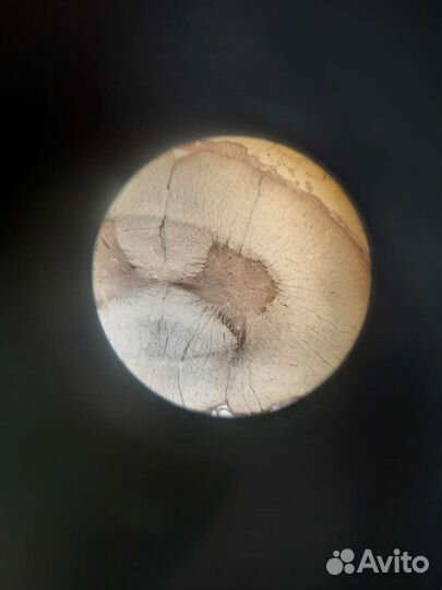 Репетитор по биологии, подготовка к огэ