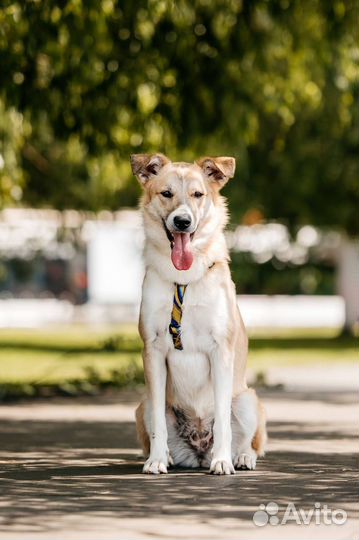 Собака в добрые руки