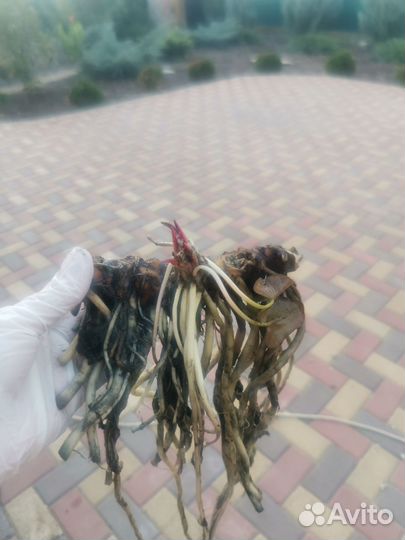 Продаю корни кувшинок (розовые)