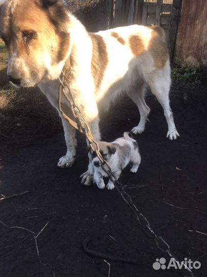 Щенки алабая