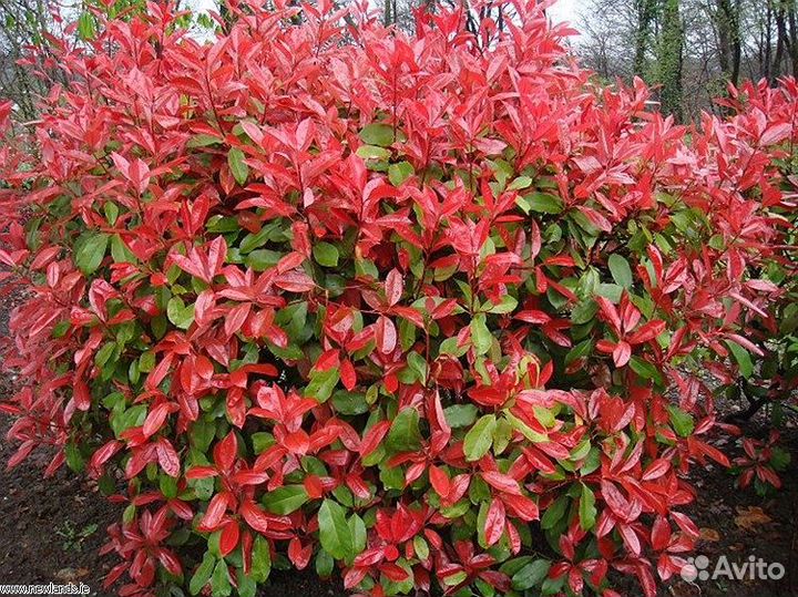 Фотиния фразера Литл Ред Робин