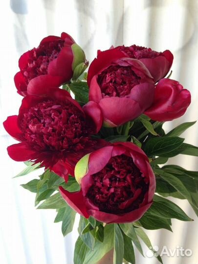 Пионы саженцы корни