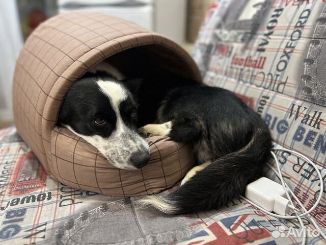 Передержка собак / гостиница для собак