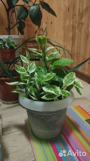 Педилантус