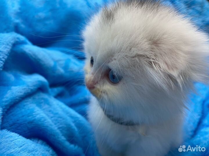 Шотландский вислоухий