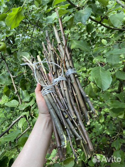 Корм для грызунов