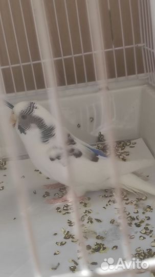 Волнистые попугаи с клеткой
