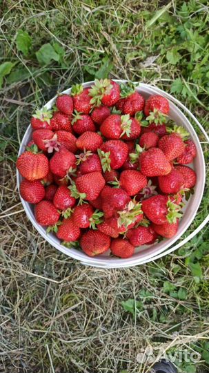 Рассада клубники