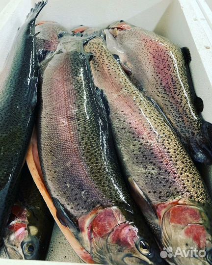 Форель свежая Карелия