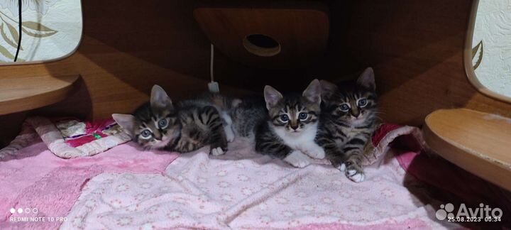 Котята курильский бобтейл